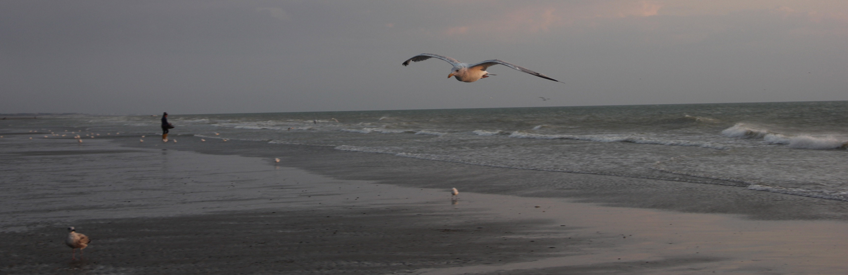 IMG-2555-large.jpg Equihen-plage